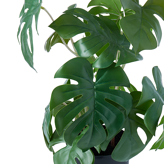 MINI MONSTERA Plant Garden Pot