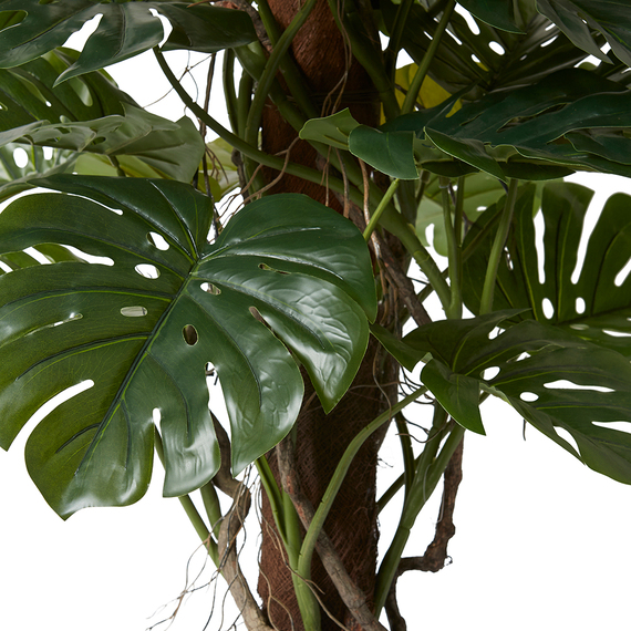 MONSTERA TOTEM PLANT Garden Pot