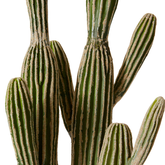 CACTUS SAGUARO Plant Garden Pot