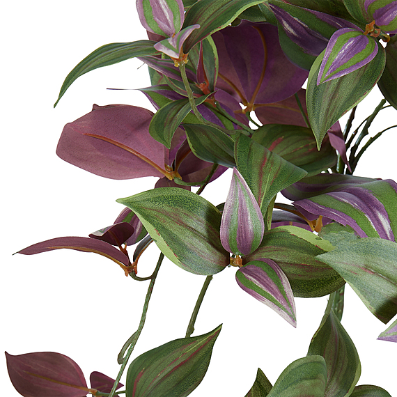 WANDERING JEW Hanging Bush Plant