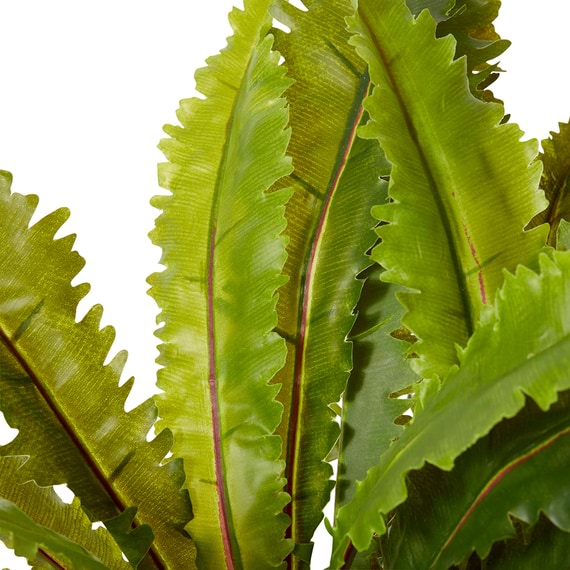 ASPLENIUM FERN Plant Garden Pot