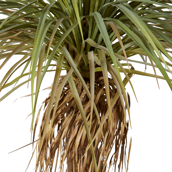 YUCCA TREE Garden Pot