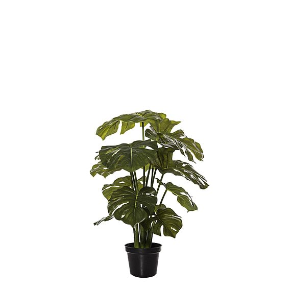 MONSTERA PLANT III Garden Pot