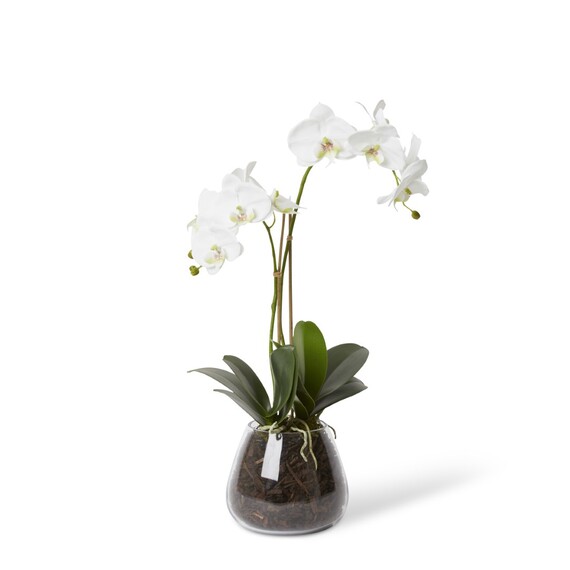 GRAND PHALAENOPSIS Glass Vase Arrangement