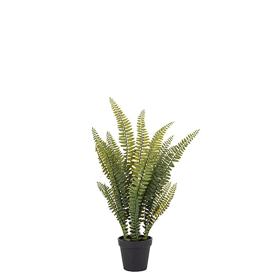 BOSTON FERN II Plant Garden Pot