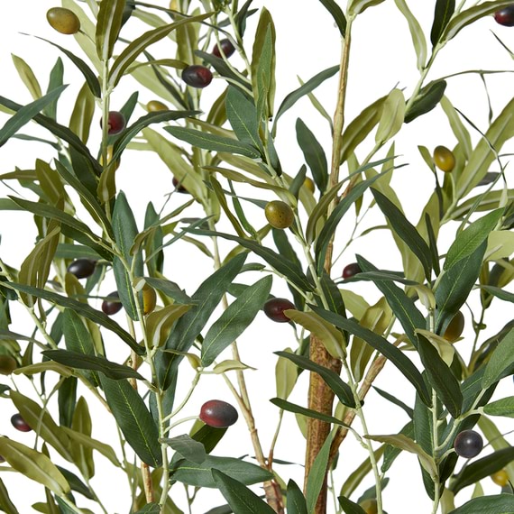 OLIVE TREE I Garden Pot