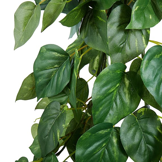 POTHOS Hanging Bush Plant