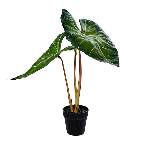 ALOCASIA PLANT Garden Pot