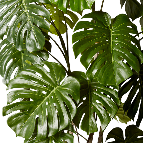 MONSTERA VINE Plant Garden Pot