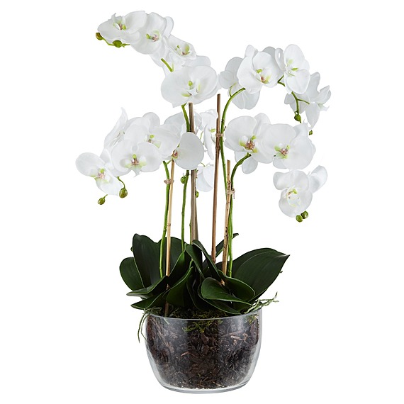 PHALAENOPSIS CLASSIC Glass Vase Arrangement