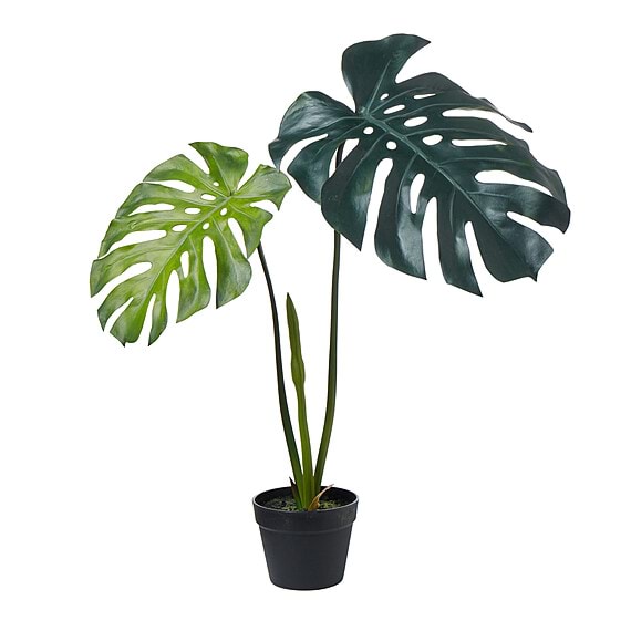 MONSTERA PLANT IV Garden Pot