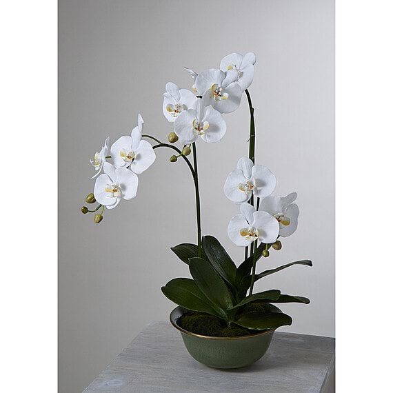 PHALAENOPSIS GREEN Ceramic Pot Arrangement