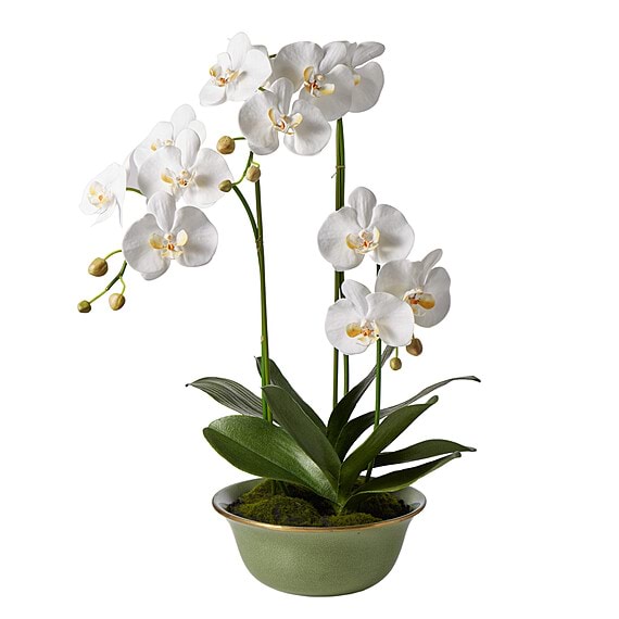 PHALAENOPSIS GREEN Ceramic Pot Arrangement