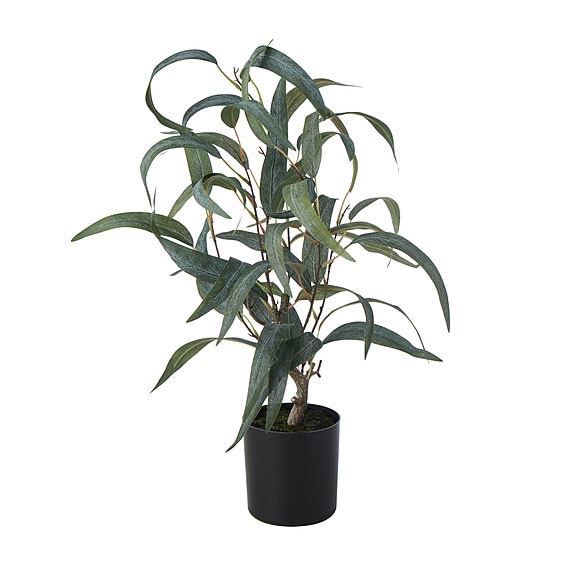 EUCALYPTUS PLANT I Garden Pot