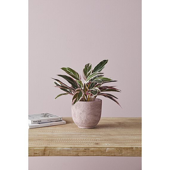 CORDYLINE PLANT Garden Pot