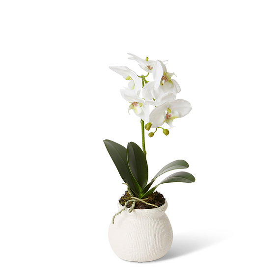 PHALAENOPSIS GRAND GOSIER Pot Arrangement