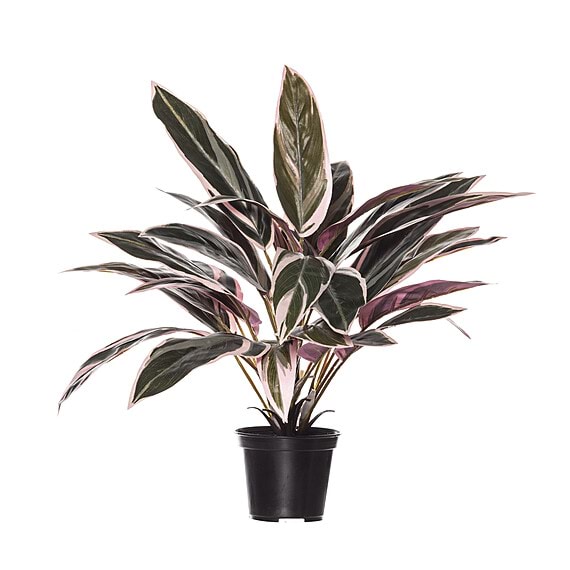 CORDYLINE PLANT Garden Pot