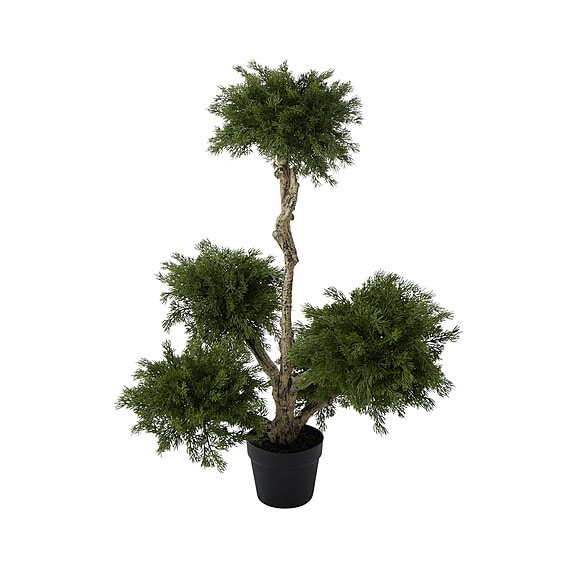 CLOUD PINE Tree Garden Pot