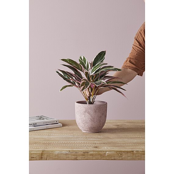 CORDYLINE PLANT Garden Pot