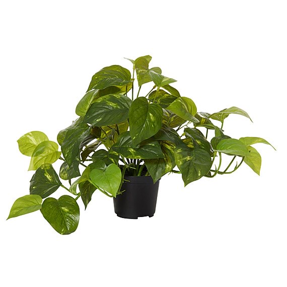 POTHOS Plant Garden Pot