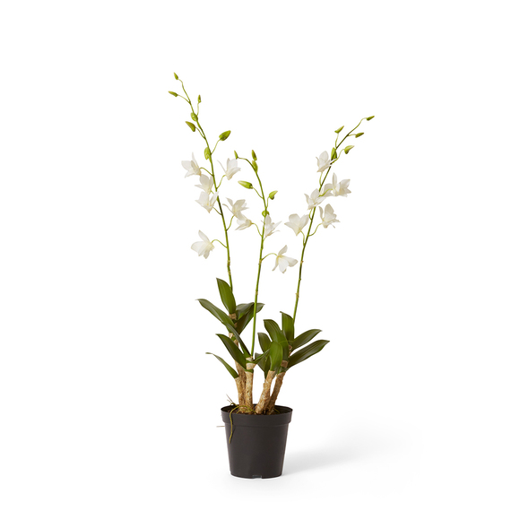 DENDROBIDIUM ORCHID Garden Plant Pot