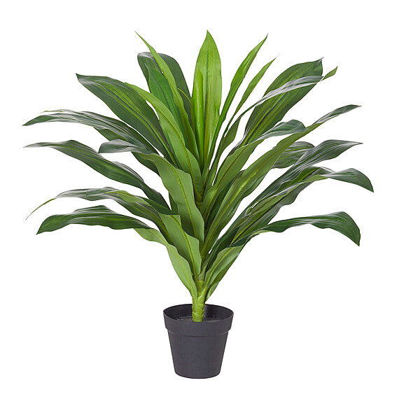 DRACAENA I Plant Garden Pot