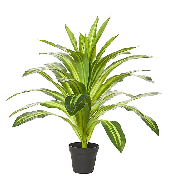 DRACAENA Plant Garden Pot