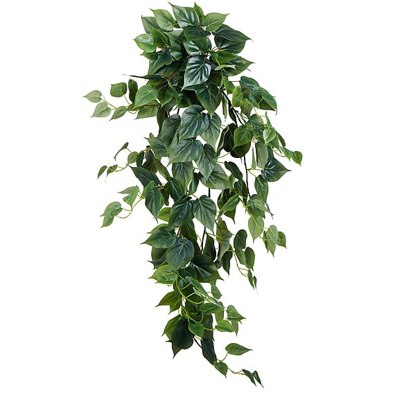 PHILO Hanging Bush Plant