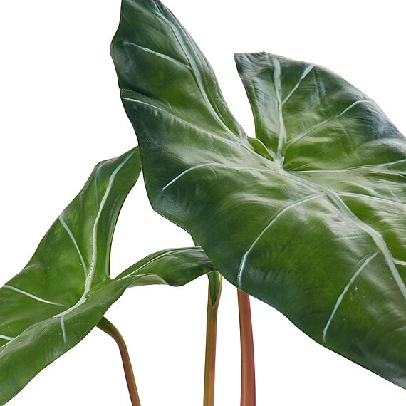 ALOCASIA PLANT Garden Pot