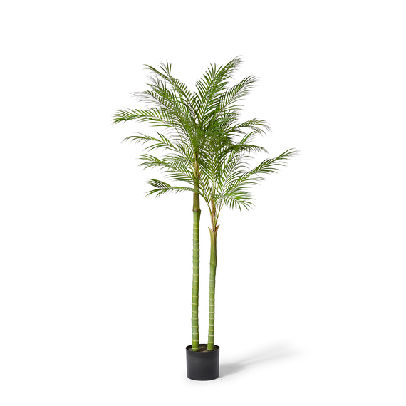 CABADA PALM Tree Garden Pot