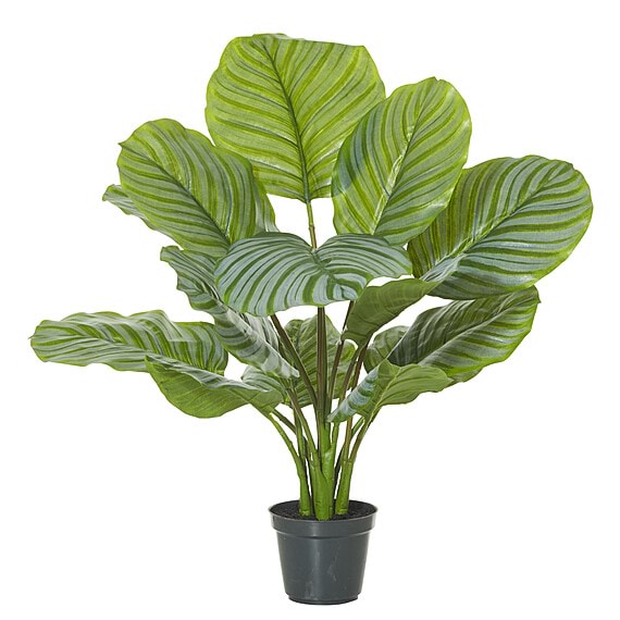 CALATHEA PLANT Garden Pot