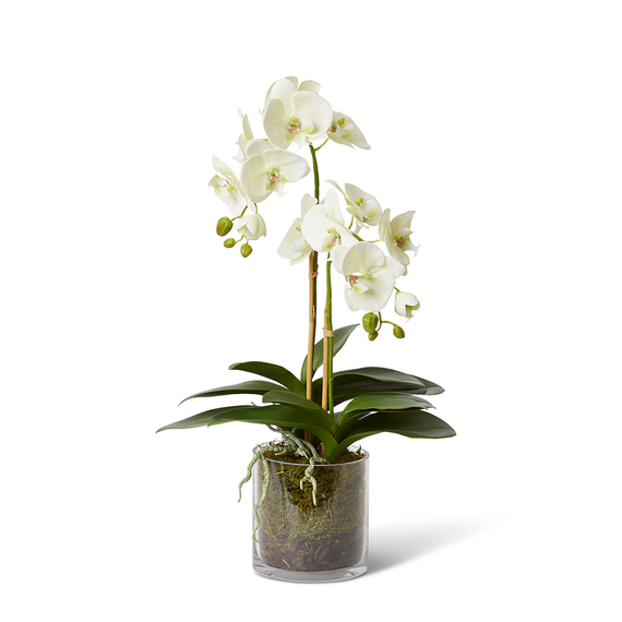 PHALAENOPSIS LUSH Glass Vase Arrangement