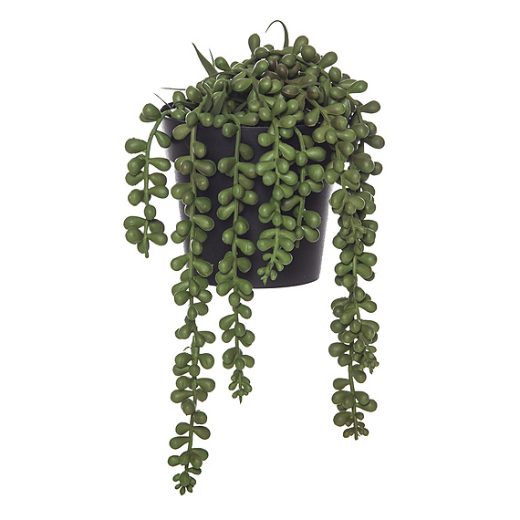 STRING OF PEARLS PLANT Garden Pot