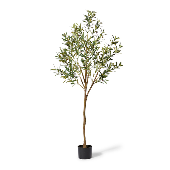 OLIVE TREE I Garden Pot