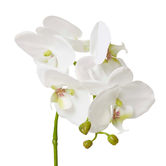 PHALAENOPSIS GRAND GOSIER Pot Arrangement