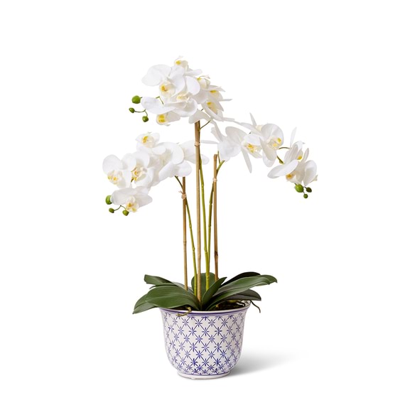 PHALAENOPSIS ABIKO Pot Arrangement