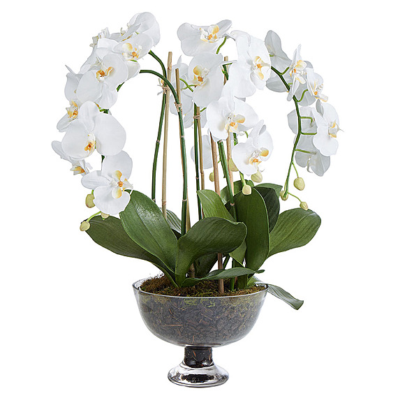 PHALAENOPSIS CAMERI Glass Vase Arrangement