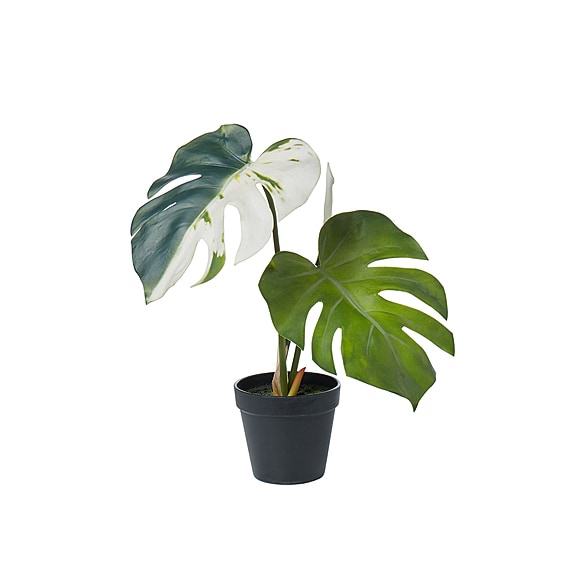 VARIEGATED MONSTERA Plant Garden Pot